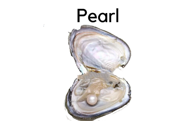 This is a photo depicts a pearl in an oyster shell 